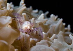 Bubble coral shrimp with eggs - Mayotte by Takma Lherminier 